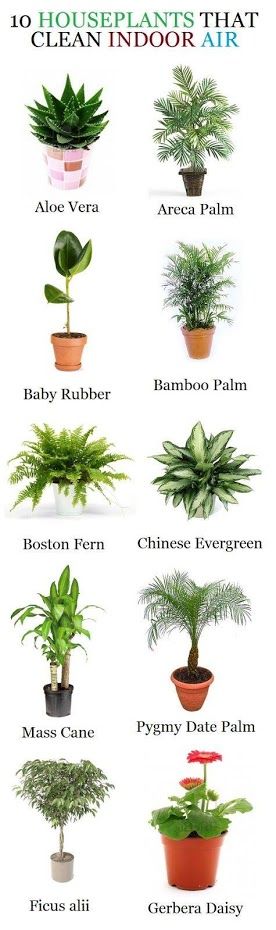 10 House Plants That Clean Indoor Air